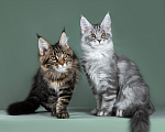 Кошки в Видном: Котята мейн-куны - Чудо с кисточками! Разнополые, 50 000 руб. - фото 9