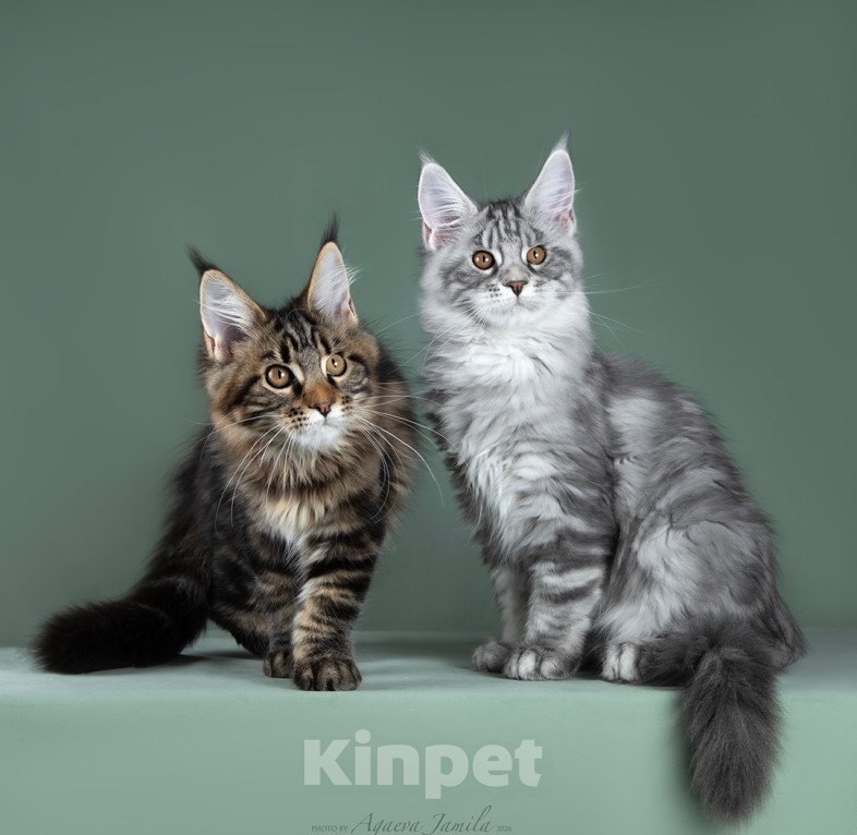 Кошки в Видном: Котята мейн-куны - Чудо с кисточками! Разнополые, 50 000 руб. - фото 9