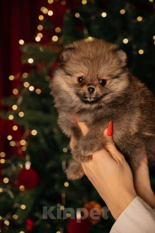 Собаки в Челябинске: Померанский шпиц  Девочка, Бесплатно - фото 2