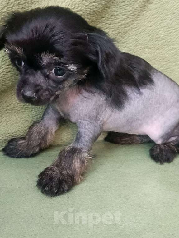 Собаки в Санкт-Петербурге: Крошечная малышка  Девочка, 45 000 руб. - фото 3