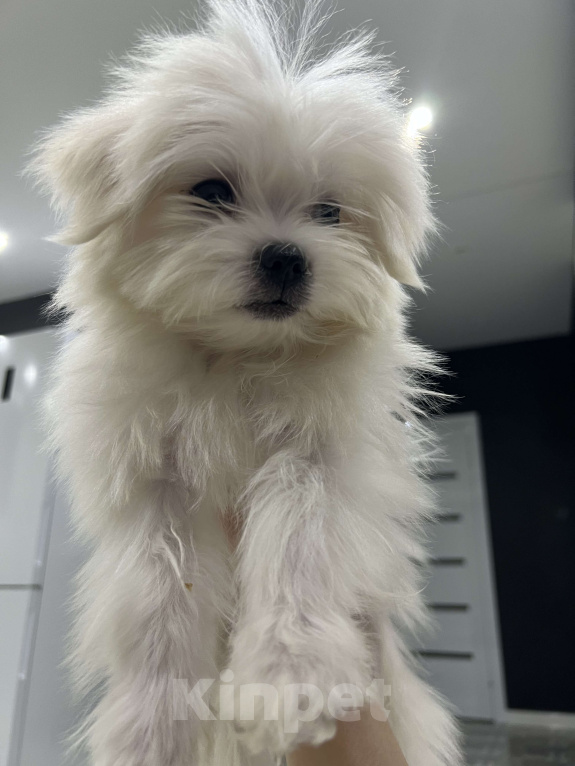 Собаки в Вологде: Мальтийская болонка, щенок Мальчик, Бесплатно - фото 2