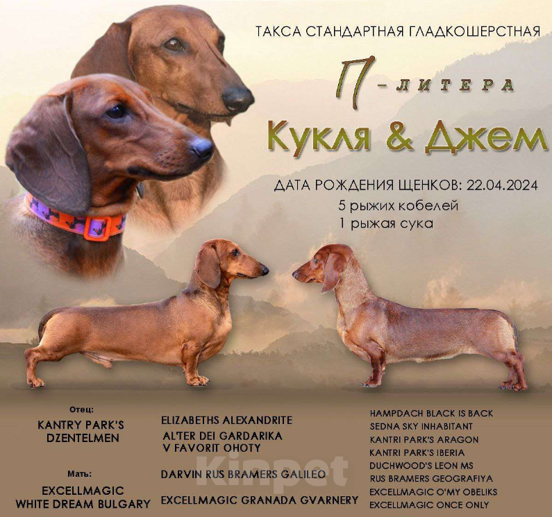 Собаки в Тольятти: Такса стандартная (гладкошерстная) Мальчик, Бесплатно - фото 1