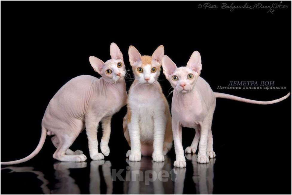 Кошки в Армавире: Котята донского сфинкса  Девочка, 30 000 руб. - фото 1
