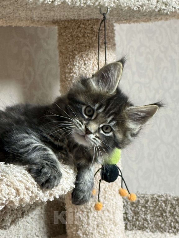 Кошки в Новосибирске: Котики Мейкун  Мальчик, 50 000 руб. - фото 1