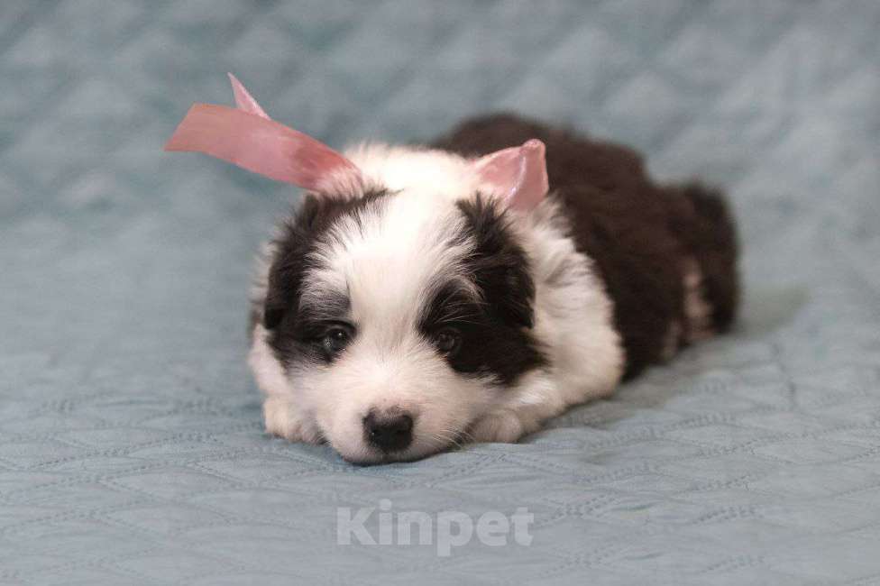 Собаки в Москве: Самая ласковая и нежная девочка бордер-колли Девочка, Бесплатно - фото 3