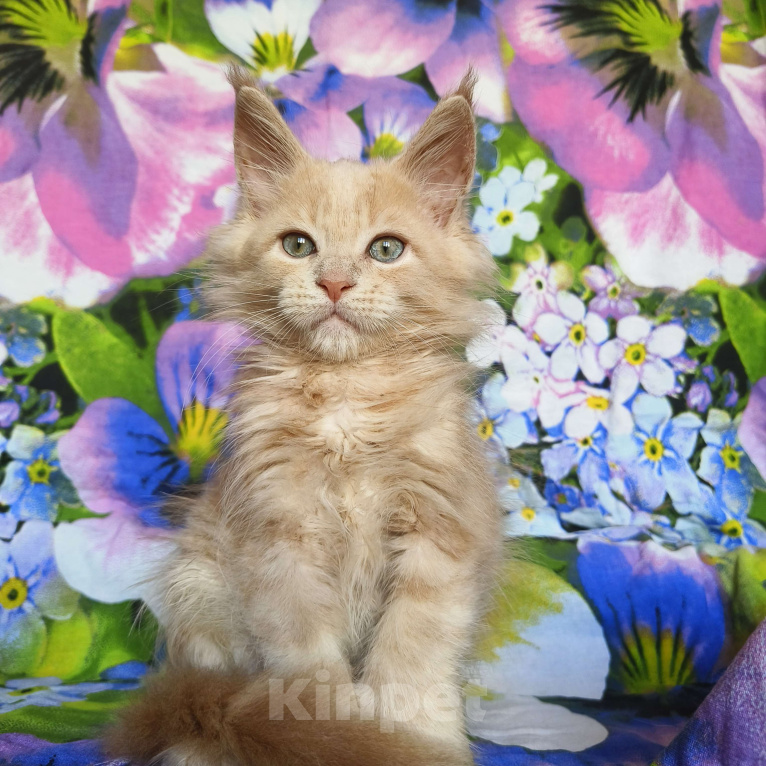 Кошки в Москве: Мейн-кун полидакт Мальчик Мальчик, 90 000 руб. - фото 3