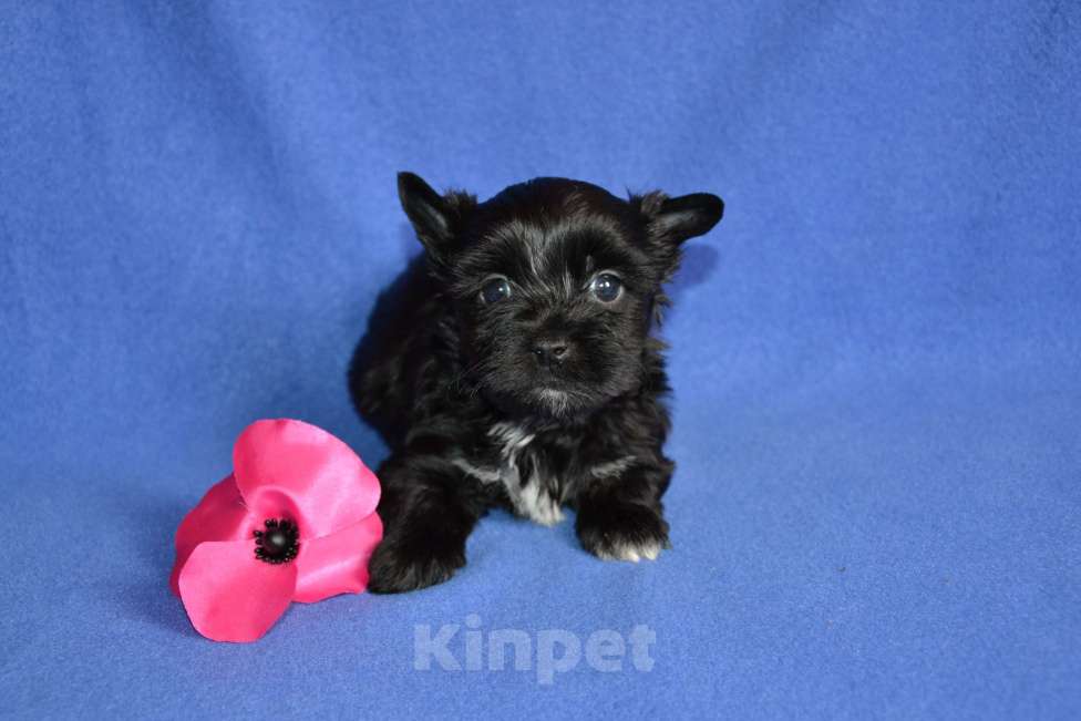 Собаки в Москве: Щенок девочка цветного йоркширского терьера  Девочка, 50 000 руб. - фото 3