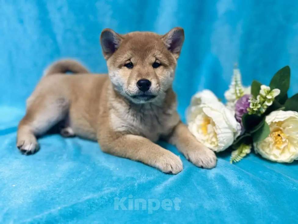 Собаки в Электрогорске: Щенки Сиба Ину Мальчик, 45 000 руб. - фото 2