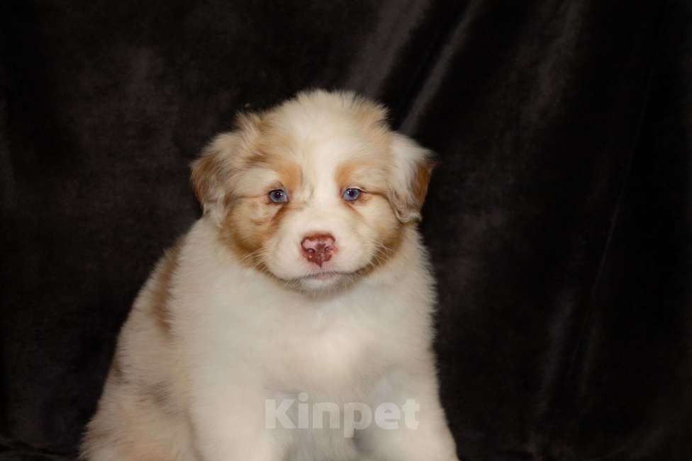 Собаки в других городах Московской области: Австралийская овчарка (аусси) Мальчик, 80 000 руб. - фото 6