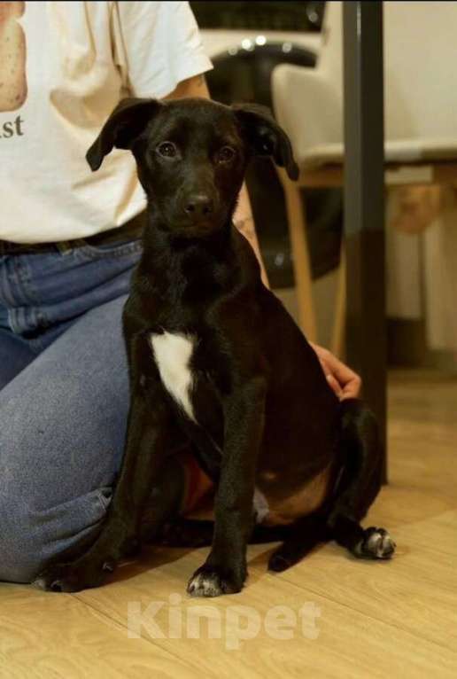 Собаки в Москве: Щенок ищет свою семью. Мальчик, Бесплатно - фото 1