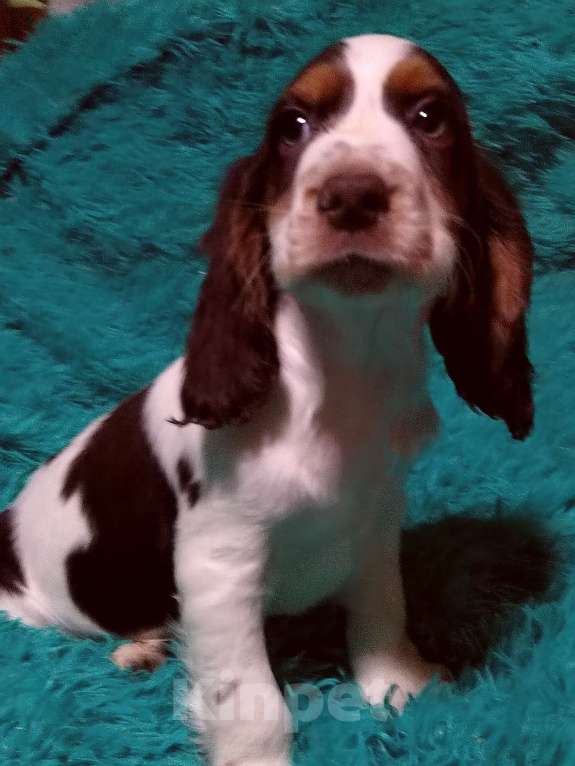 Собаки в Москве: Русский охотничий спаниель Мальчик, 45 000 руб. - фото 4