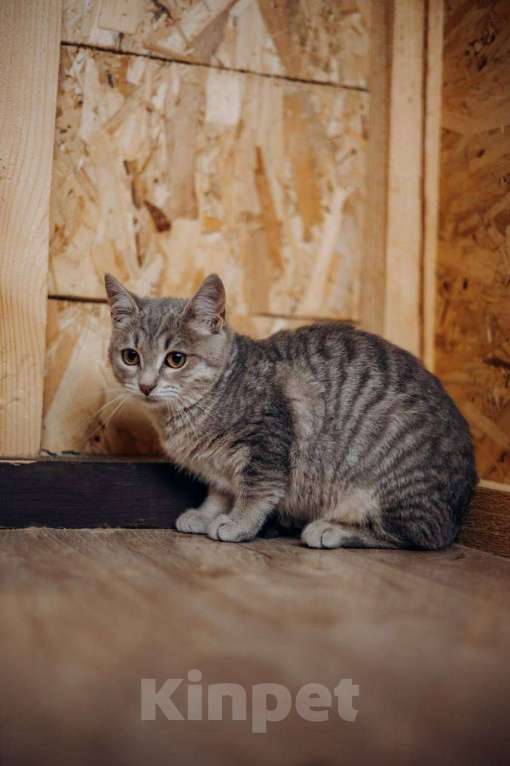 Кошки в Видном: Котёнок в добрые руки Девочка, Бесплатно - фото 5