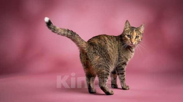 Кошки в Санкт-Петербурге: Очень ласковая молодая кошка. Кастририована, привита. Девочка, Бесплатно - фото 1