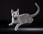 Кошки в Тюмени: Котята породы Русская голубая Мальчик, Бесплатно - фото 7