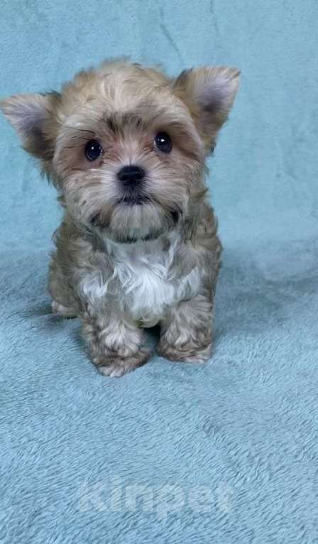 Собаки в Москве: Цветной йорк -щенок Мальчик, 45 000 руб. - фото 3