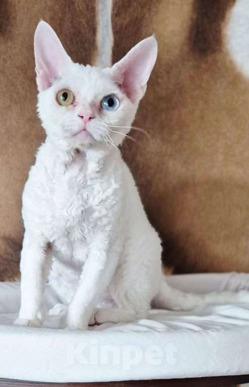 Кошки в Москве: Чудо кот в добрые руки Мальчик, 35 000 руб. - фото 5