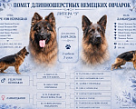 Собаки в Кирове: Щенок немецкой овчарки дш Девочка, 50 000 руб. - фото 1
