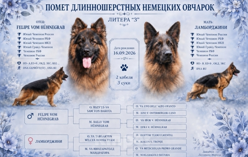 Собаки в Кирове: Щенок немецкой овчарки дш Девочка, 50 000 руб. - фото 1