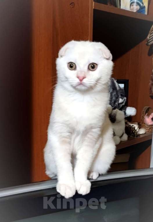 Кошки в Санкт-Петербурге: Шотландский котенок редкого окраса Мальчик, Бесплатно - фото 5