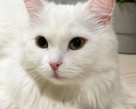 Кошки в Подольске: Белый кошка  Девочка, 32 000 руб. - фото 2