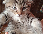 Кошки в Серпухове: Котята Мальчик, Бесплатно - фото 1