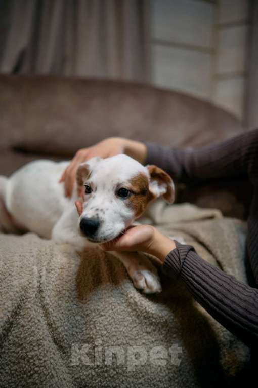 Собаки в Люберцах: Ищет дом малыш по имени Харпер! Мальчик, Бесплатно - фото 4