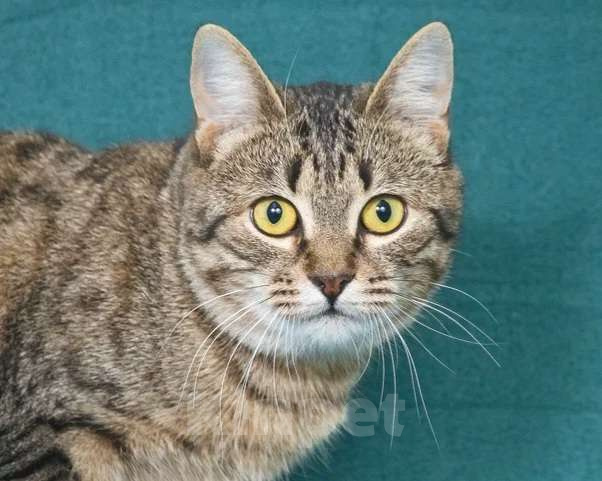 Кошки в Москве: Чудесная кошечка Яблонька ищет дом Девочка, Бесплатно - фото 2