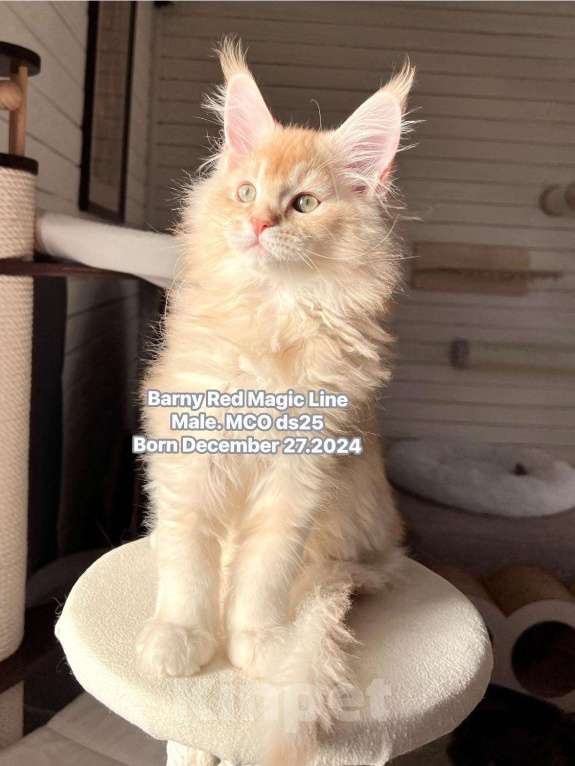 Кошки в Наро-Фоминске: Barny. Male. MCO ds25 Born 27.12.24 Мальчик, 70 000 руб. - фото 2