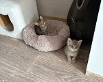 Кошки в Саратове: Котята в добрые руки Девочка, Бесплатно - фото 6