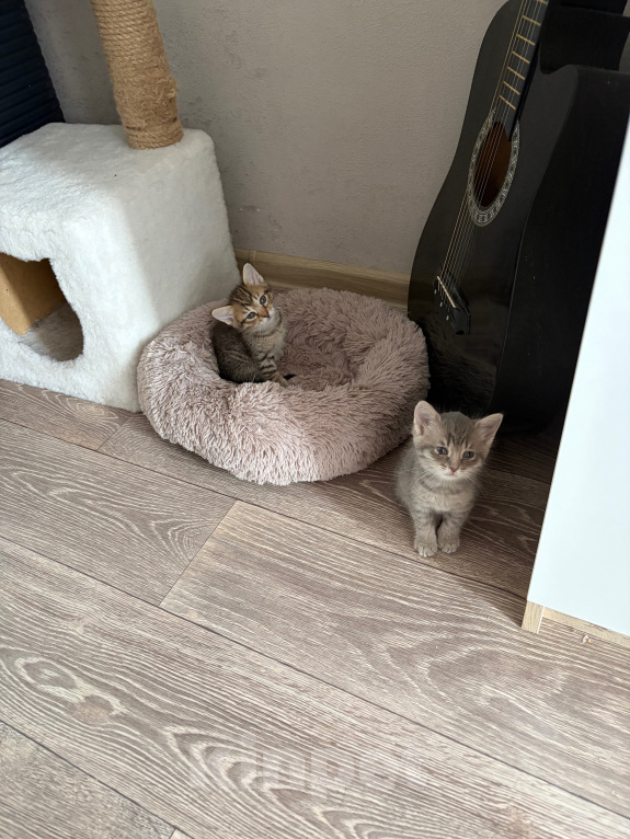 Кошки в Саратове: Котята в добрые руки Девочка, Бесплатно - фото 6