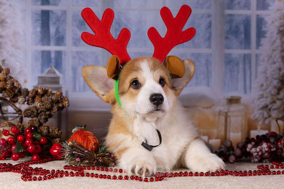 Собаки в Москве: Вита Приора Матяш к/х Мальчик, 80 000 руб. - фото 3