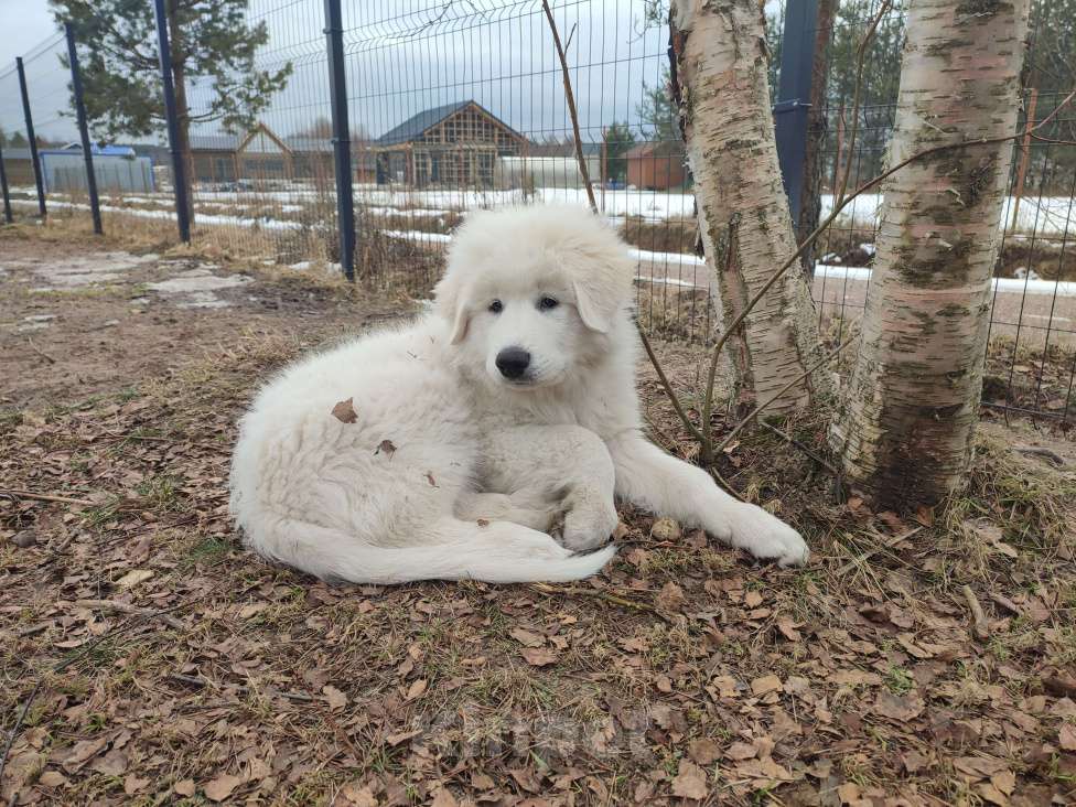 Собаки в других городах Ленинградской области: Пиренейская горная собака плановые щенки Мальчик, 70 000 руб. - фото 9