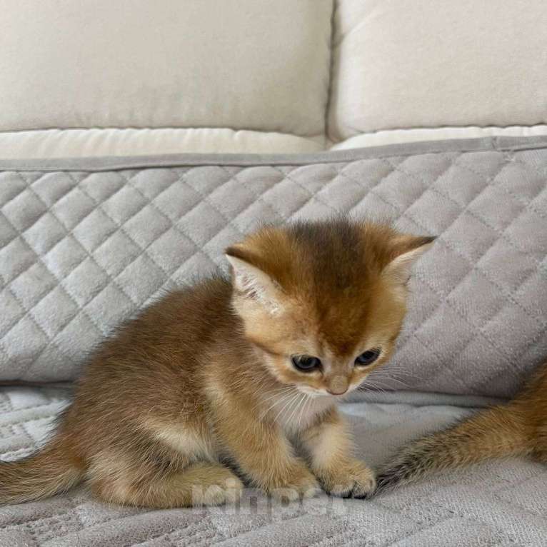 Кошки в Тюмени: Британская золотая шиншилла Мальчик, 35 000 руб. - фото 1