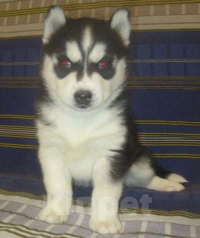 Собаки в Костомукше: Хаски Щенки Разных окрасов Разнополые, Бесплатно - фото 1