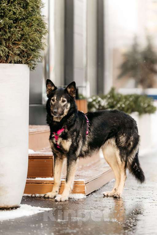 Собаки в Москве: Муза в поисках родственной души Девочка, Бесплатно - фото 6