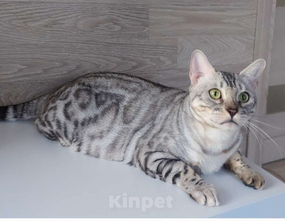 Кошки в Москве: Бенгальская кошка Девочка, 5 000 руб. - фото 1