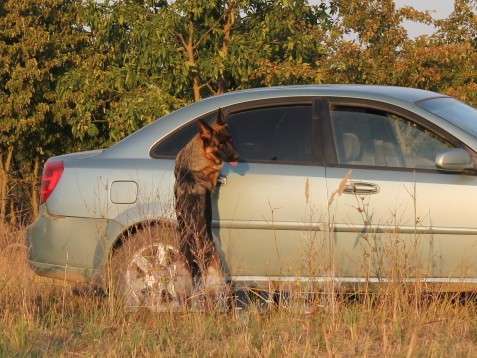 Собаки в Краснодаре: Немецкая овчарка Девочка, 75 000 руб. - фото 1