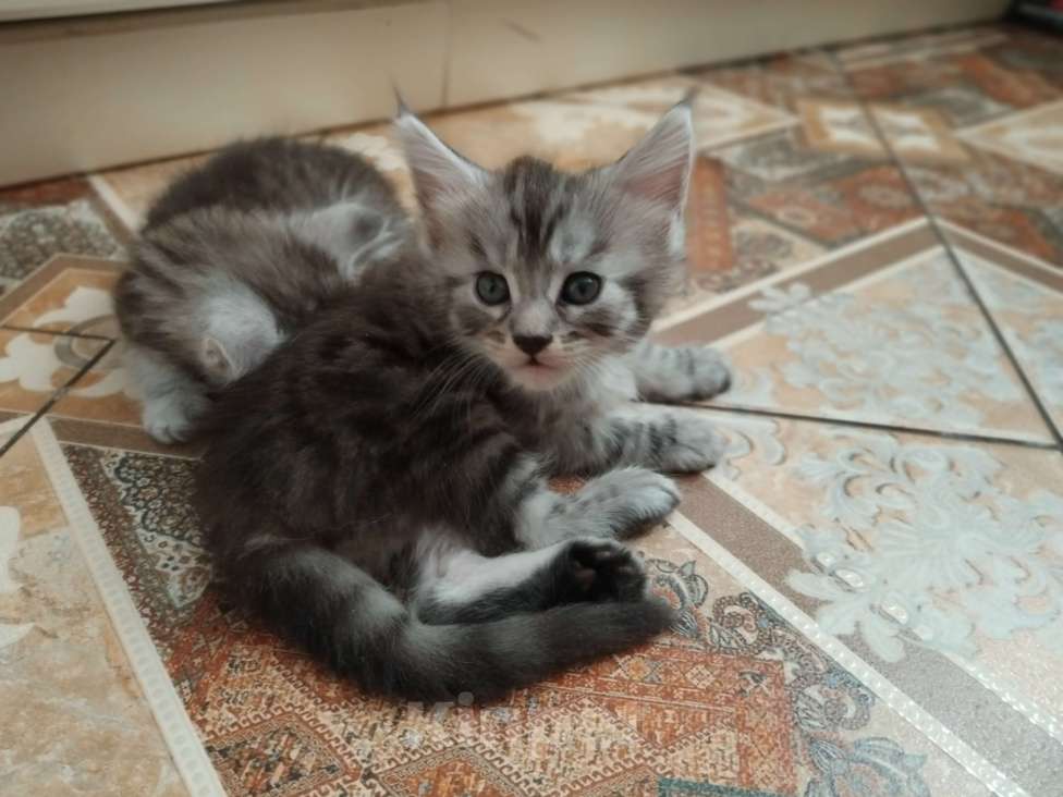 Кошки в Ставрополе: Лиана девочка Девочка, 15 000 руб. - фото 6