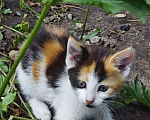 Кошки в Москве: Котята ищут дом Девочка, Бесплатно - фото 2