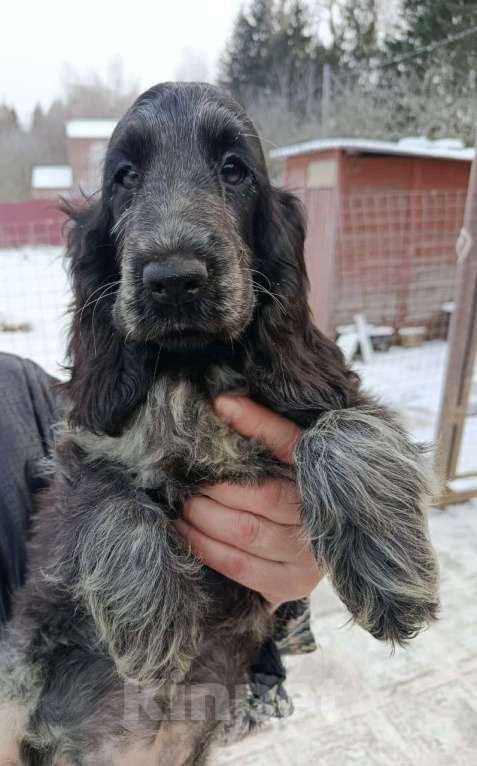 Собаки в Зеленограде: Английский кокер спаниель щенок Девочка, 40 000 руб. - фото 2