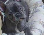 Собаки в Москве: Французский бульдог Мальчик, 65 000 руб. - фото 3