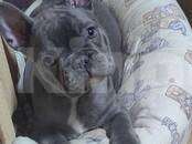 Собаки в Москве: Французский бульдог Мальчик, 65 000 руб. - фото 3