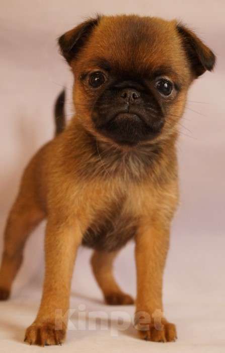 Собаки в Москве: Васелёк Мальчик, 80 000 руб. - фото 3