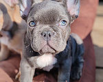 Собаки в Санкт-Петербурге: Шикарный щенки французский бульдог Мальчик, 60 000 руб. - фото 6
