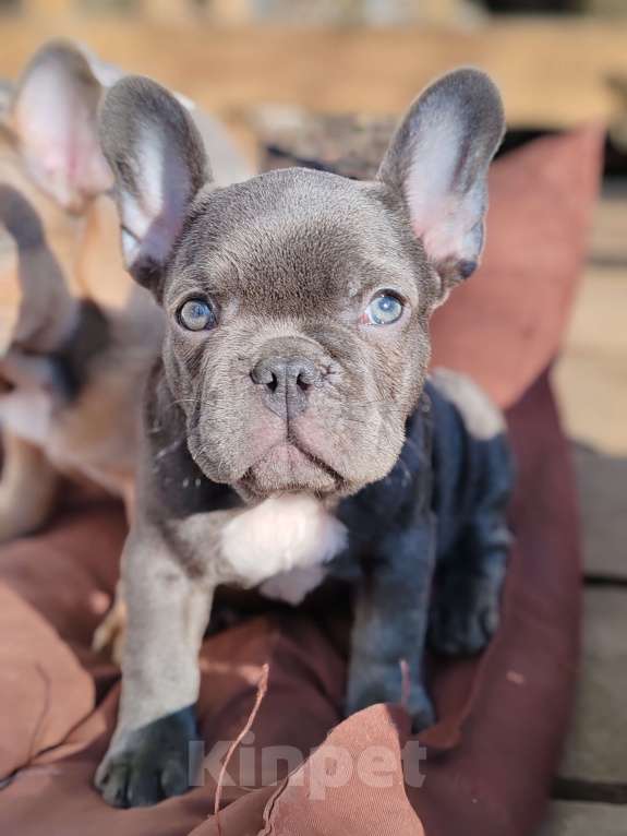 Собаки в Санкт-Петербурге: Шикарный щенки французский бульдог Мальчик, 60 000 руб. - фото 6