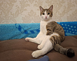 Кошки в Москве: Котик в добрые руки Мальчик, Бесплатно - фото 2