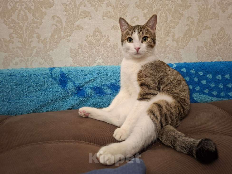 Кошки в Москве: Котик в добрые руки Мальчик, Бесплатно - фото 2