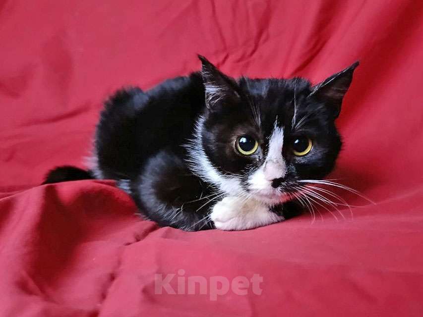 Кошки в Санкт-Петербурге: Два маленьких котенка мальчик и девочка ищут дом  Мальчик, 10 руб. - фото 9