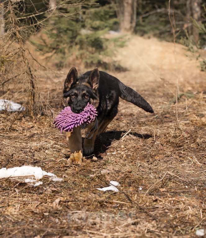 Собаки в других городах Московской области: Щенок немецкой овчарки рабочего разведения Девочка, 80 000 руб. - фото 8