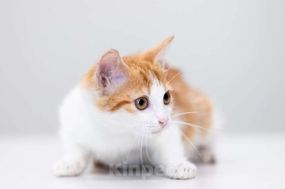 Кошки в Москве: Мюсля Девочка, Бесплатно - фото 4